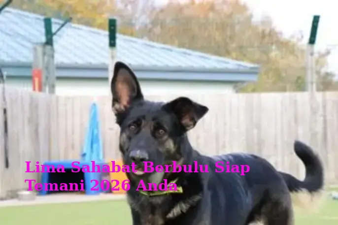 Lima Sahabat Berbulu Siap Temani 2026 Anda